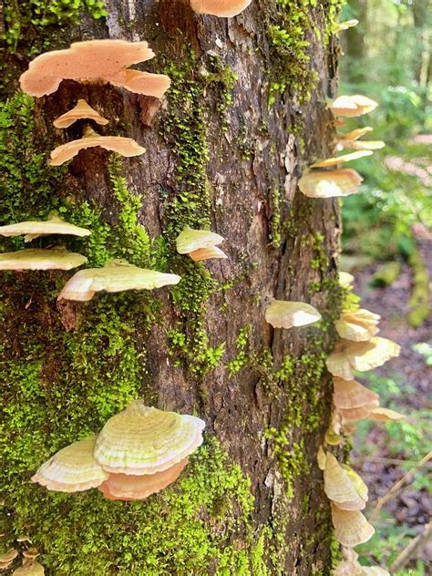 Forest Fungi Photograph by Heather Kuhlman - Fine Art America