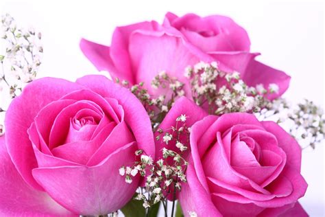 Beautiful Pink Roses Wallpapers For Desktop - Wallpaper Cave