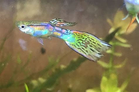 Endler’s Guppy (Endler’s Livebearer): Info with Care Details and Pictures