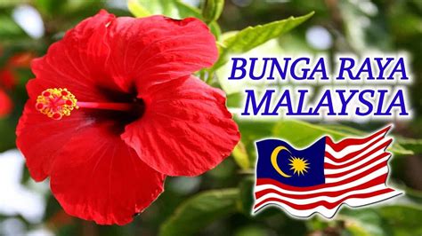 417 Images Of Bunga Raya Images & Pictures - MyWeb