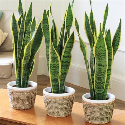 12 Indoor Plants Easily Found In Malaysia For A Healthier Home