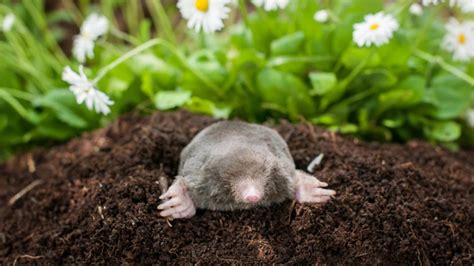 Expert Tips for Successful Mole Trapping | Moles Control