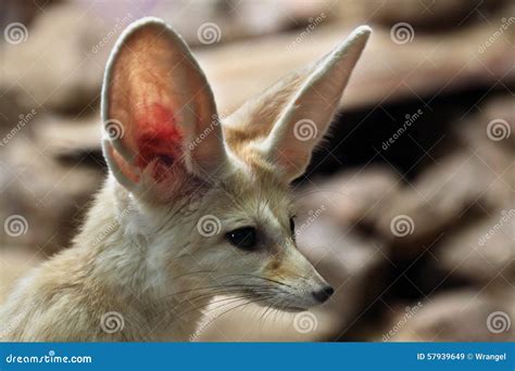 Fennec fox (Vulpes zerda). stock image. Image of fennec - 57939649