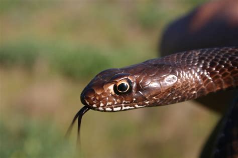 Snake - Coachwhip Info - Photo 2