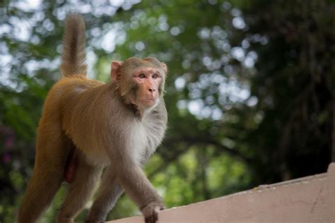 Rhesus Macaque, Macaca mulatta | New England Primate Conservancy