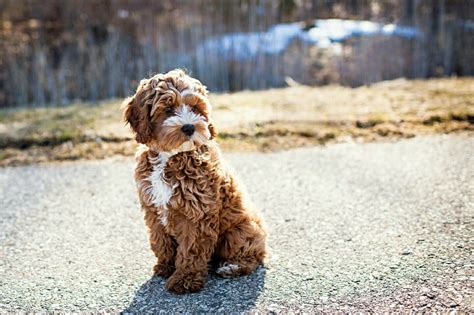 Cockapoo ♡♡ I want the exact same one and another w/ cream color. Oh ...