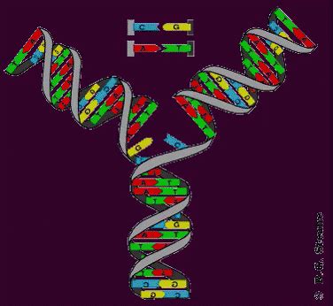 Animation Of Dna Replication GIFs | Tenor