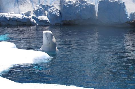 Where Do Beluga Whales Live? - WorldAtlas.com