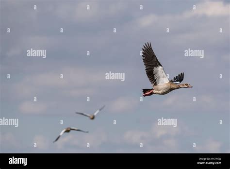 A flying Egyptian Goose Stock Photo - Alamy