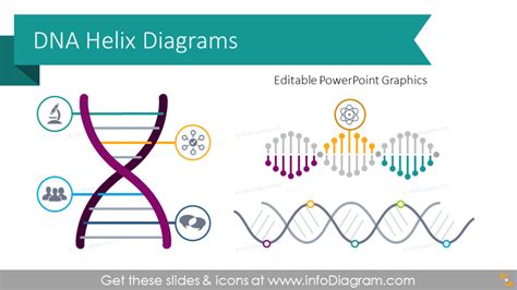 Company DNA Helix Diagrams (PPT Template)