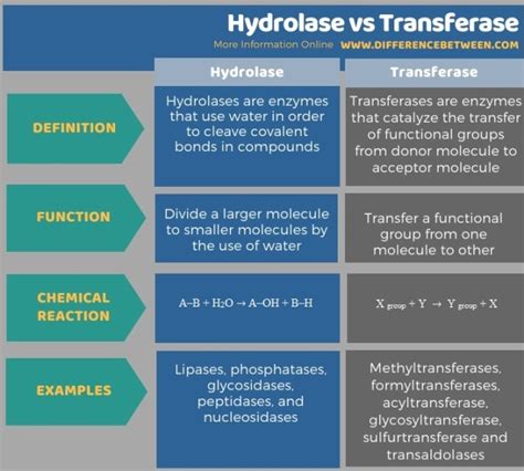 Difference Between Hydrolase and Transferase | Compare the Difference ...