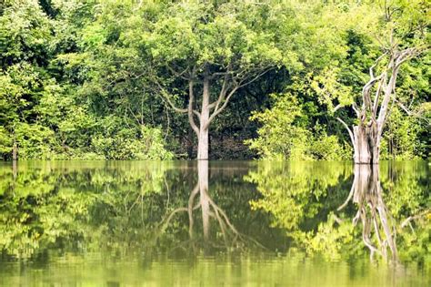 From Manaus Cruise Terminal: Amazon Rainforest Highlights | GetYourGuide