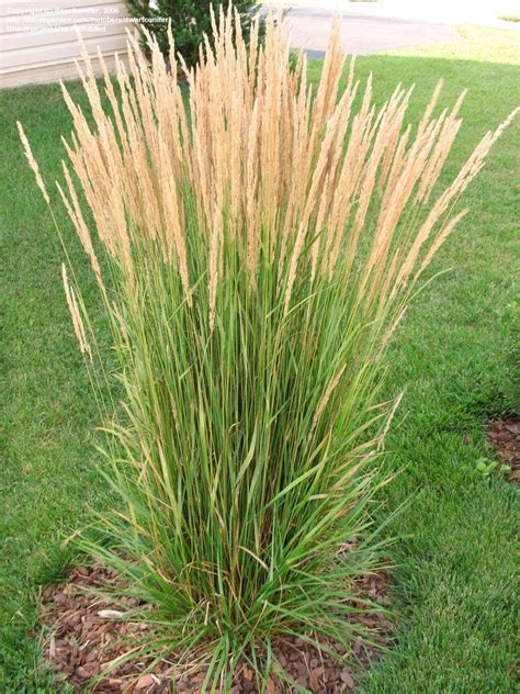 PlantFiles Pictures: Calamagrostis, Feather Reed Grass 'Karl Foerster ...