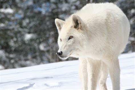 Colorado Wolf and Wildlife Center | Arctic Wolves