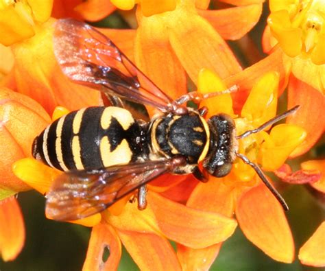 Cuckoo Bee - Triepeolus lunatus - BugGuide.Net