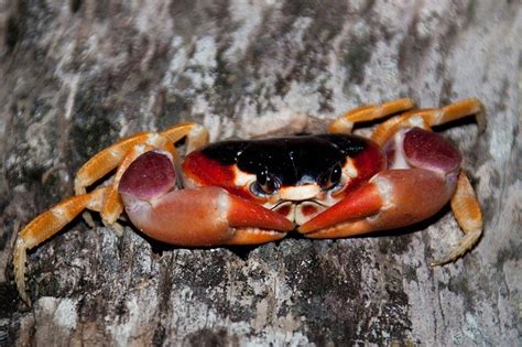 All You Need to Know About Red Claw Crabs | Fish Care Guide