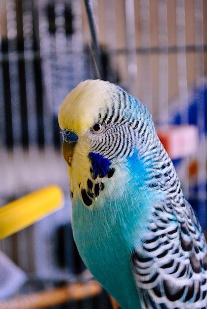 Premium Photo | Close up of blue budgie in cage