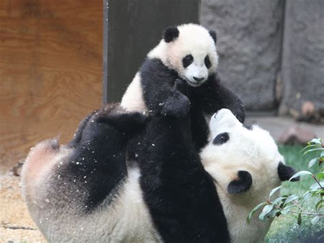 Baby panda Yun Zi wrestling with his mom Bai Yun. #bluedivagal ...