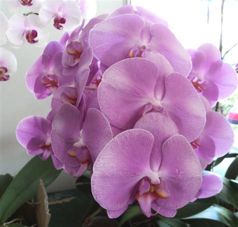 4 da Love of Orchids: Phalaenopsis hybrids