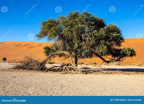 Plants and Trees at the Namib Desert in Namibia Stock Image - Image of ...