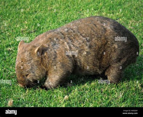 Wombat eating hi-res stock photography and images - Alamy