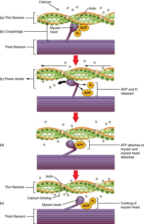 Excitation Contraction Coupling