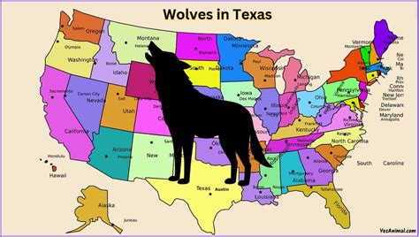 Wolf In Texas: What Type Of Wolves Live In Texas?