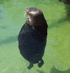 Spinning-seal GIFs - Get the best GIF on GIPHY