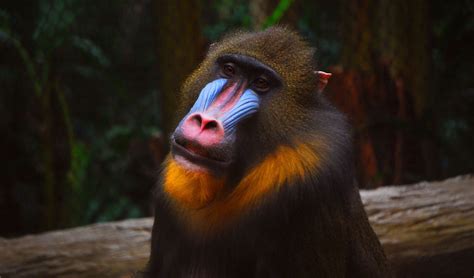 Mandrill facts, distribution & population | BioDB