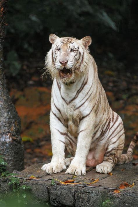 Photo of a White Bengal Tiger Roaring · Free Stock Photo