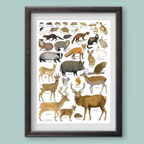 British Land Mammals Identification A3 Poster, Art Print, Chart