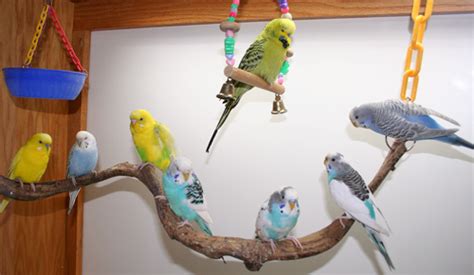 Budgie Parakeet Colors, Varieties, Mutations, Genetics