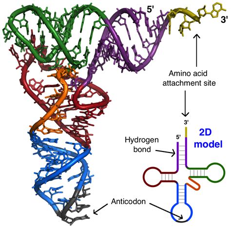 pef çizmek sarkom trna and amino acids Gıda Veya Abur cubur