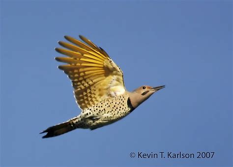 Yellow Shafted flicker | Bird feathers, Bird, Flicker