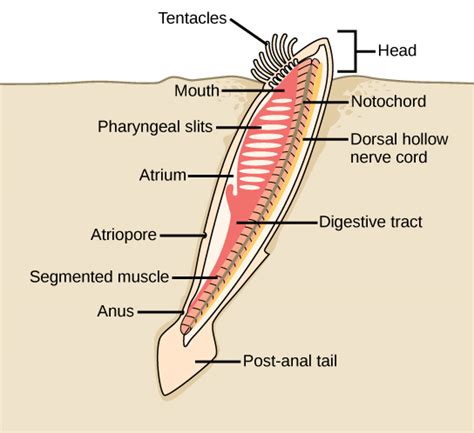 Biology 2e, Biological Diversity, Vertebrates, Chordates | OpenEd CUNY