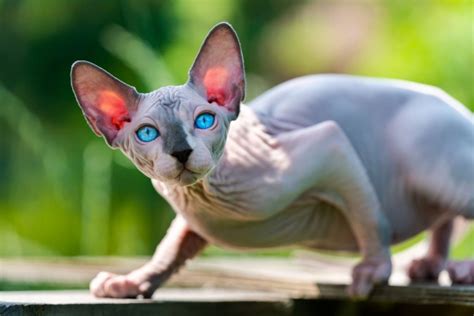 13 Sphynx Cat Breeders - The Best Of The Best