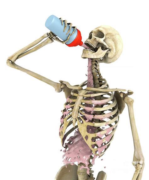 Skeleton Drinking Protein Drink Photograph by Ventris/science Photo ...