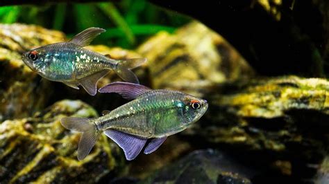 The Top 5 Tetras for Breeding in the Home Aquarium