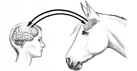 How Big Is A Horse Brain Compared To Human - Current research still ...