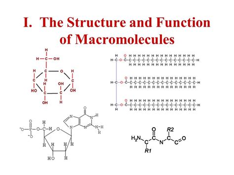 Structure of Macromolecules Diagram | Quizlet