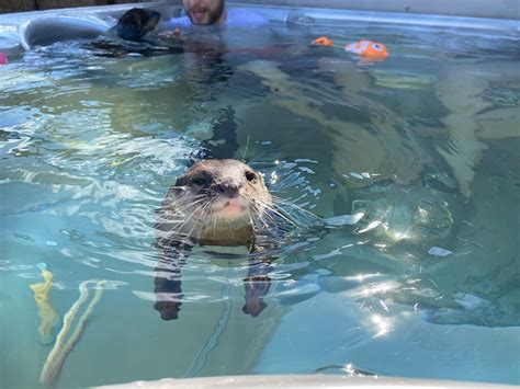 Texas ranch lets you swim with otters in a hot tub