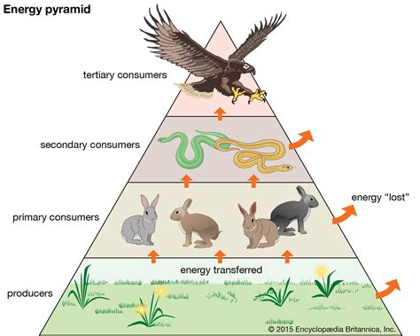 Producer | biology | Britannica