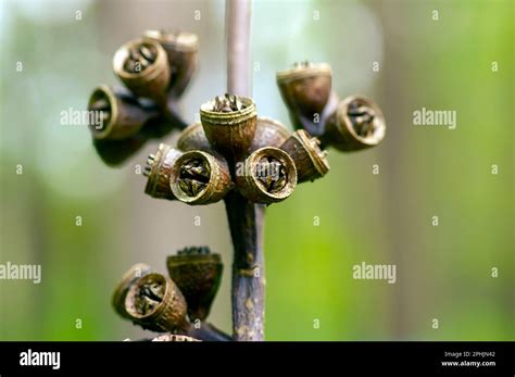 Eucalyptus fruit hi-res stock photography and images - Alamy