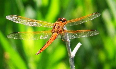 red-orange dragonfly - BugGuide.Net