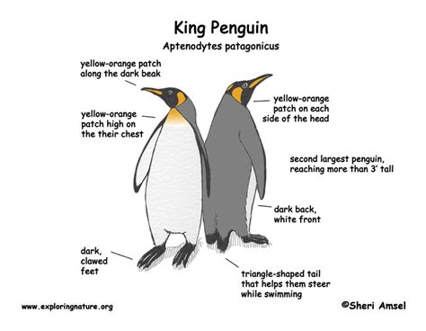 Penguin (King)