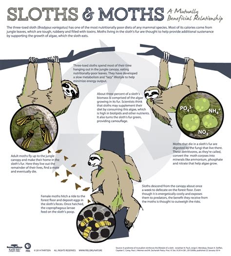 A Sloth Named Velcro | Sloth and Moths: A Mutually Beneficial ...