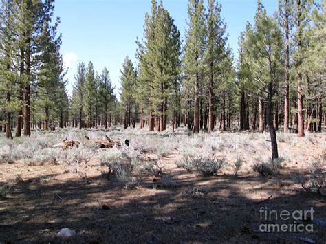 Nevada desert pine trees Photograph by Ted Pollard | Fine Art America