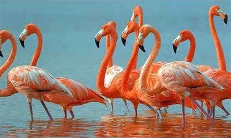 Pulicat Lake Bird Sanctuary-Bird Sanctuary - Holiday Landmark Blog