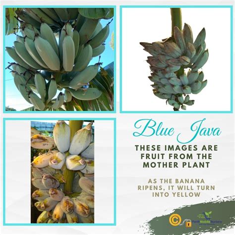 Banana Tree Blue Java - Perth, WA