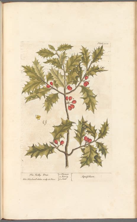 Heaveninawildflower - The Holly Tree. Illustration (engraving) taken...